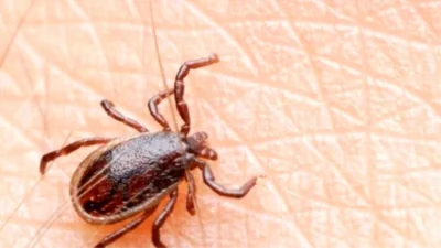 Aydın'da bu haftaki Cuma hutbesinde cemaate, havaların ısınmasıyla ortaya çıkan