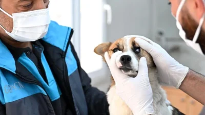 Gaziosmanpaşa Belediyesi Sokak Hayvanları Tedavi ve Geçici Bakımevi, sokak hayvanları